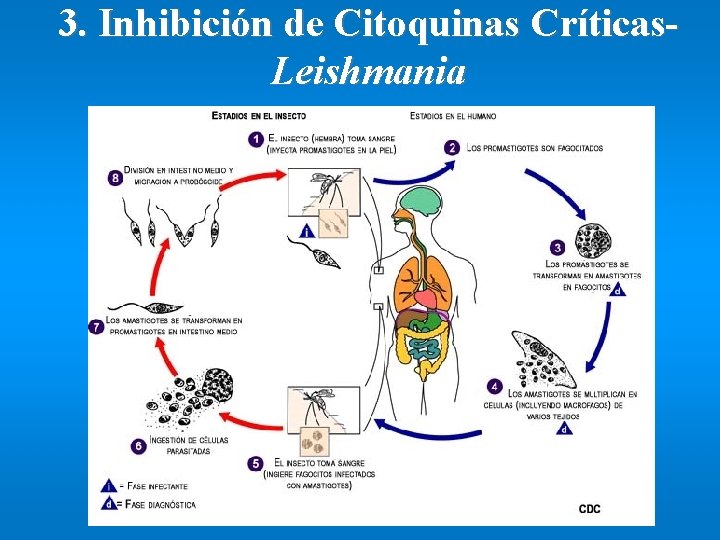 3. Inhibición de Citoquinas Críticas. Leishmania 