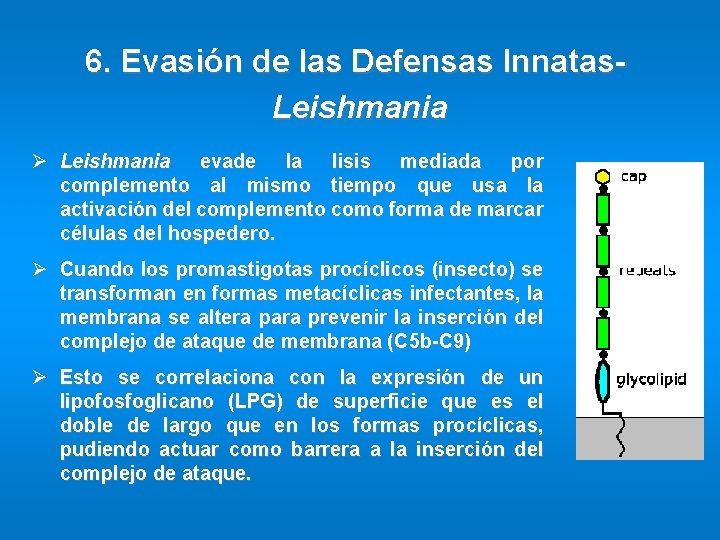 6. Evasión de las Defensas Innatas. Leishmania Ø Leishmania evade la lisis mediada por