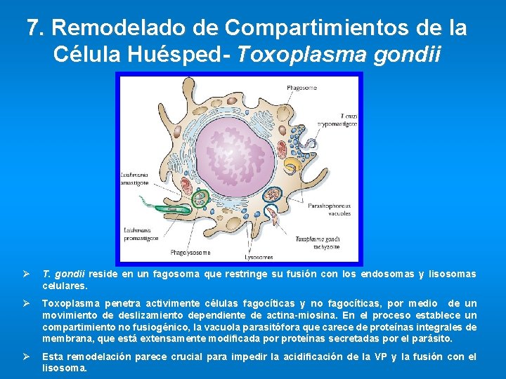 7. Remodelado de Compartimientos de la Célula Huésped- Toxoplasma gondii Ø T. gondii reside