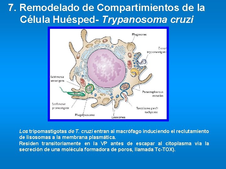 7. Remodelado de Compartimientos de la Célula Huésped- Trypanosoma cruzi Los tripomastigotas de T.