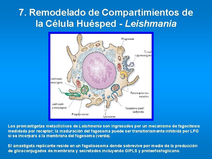 7. Remodelado de Compartimientos de la Célula Huésped - Leishmania Los promastigotas metaclíclicos de