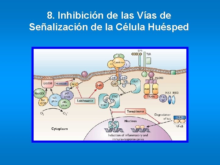 8. Inhibición de las Vías de Señalización de la Célula Huésped 