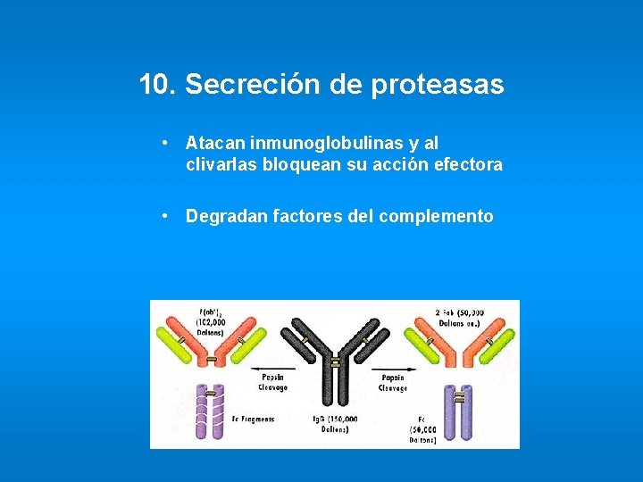 10. Secreción de proteasas • Atacan inmunoglobulinas y al clivarlas bloquean su acción efectora