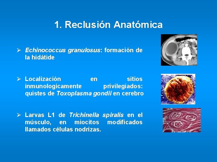 1. Reclusión Anatómica Ø Echinococcus granulosus: formación de la hidátide Ø Localización en sitios