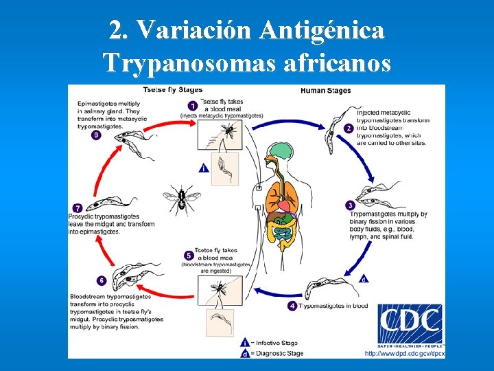 2. Variación Antigénica Trypanosomas africanos 