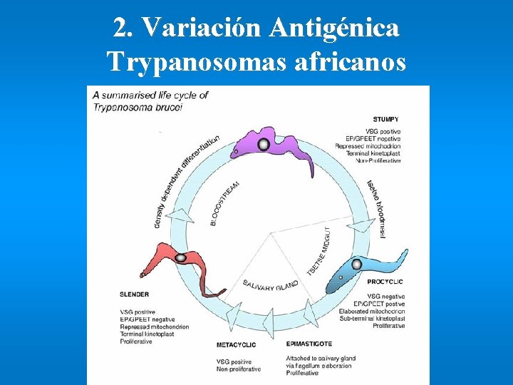 2. Variación Antigénica Trypanosomas africanos 