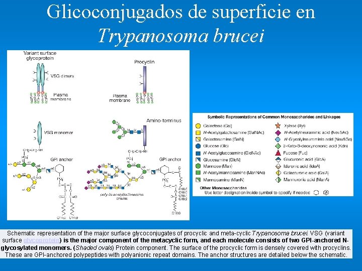 Glicoconjugados de superficie en Trypanosoma brucei Schematic representation of the major surface glycoconjugates of