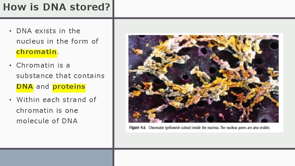 How is DNA stored? • DNA exists in the nucleus in the form of