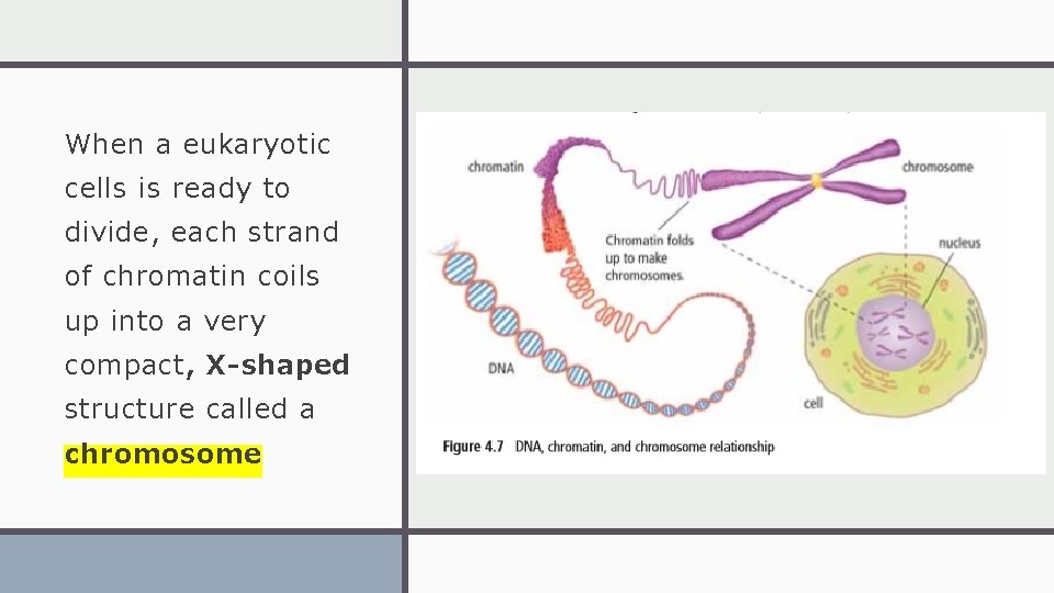 When a eukaryotic cells is ready to divide, each strand of chromatin coils up