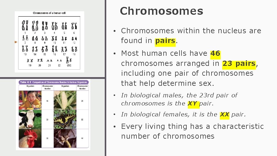 Chromosomes • Chromosomes within the nucleus are found in pairs. • Most human cells