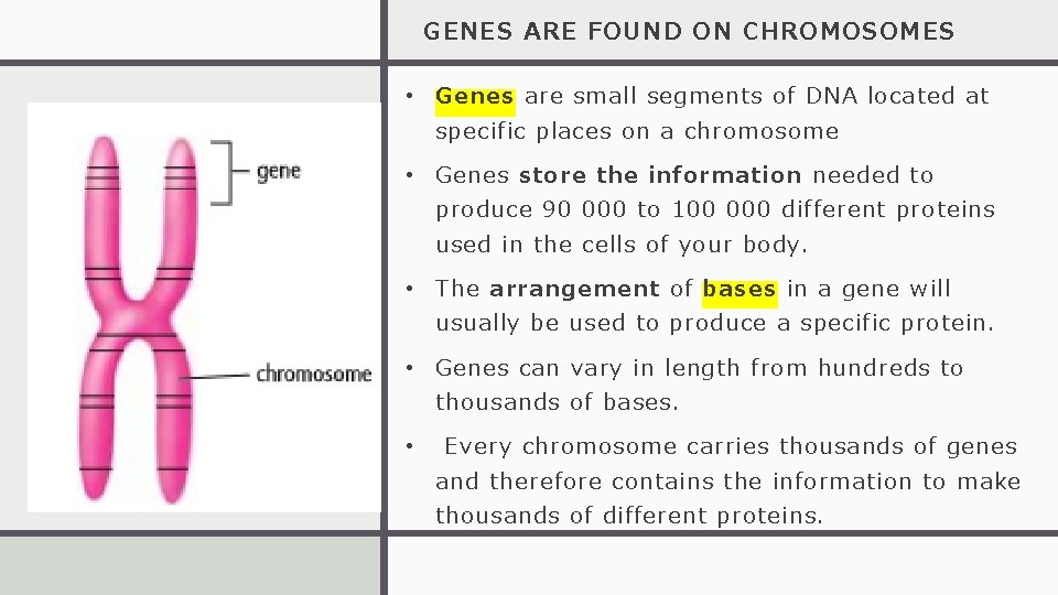 GENES ARE FOUND ON CHROMOSOMES • Genes are small segments of DNA located at