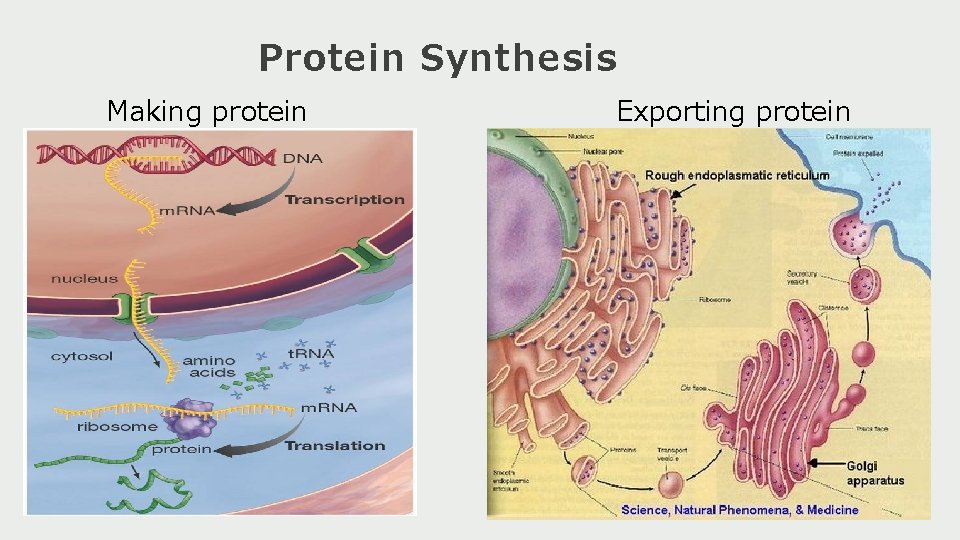 Protein Synthesis Making protein Exporting protein 