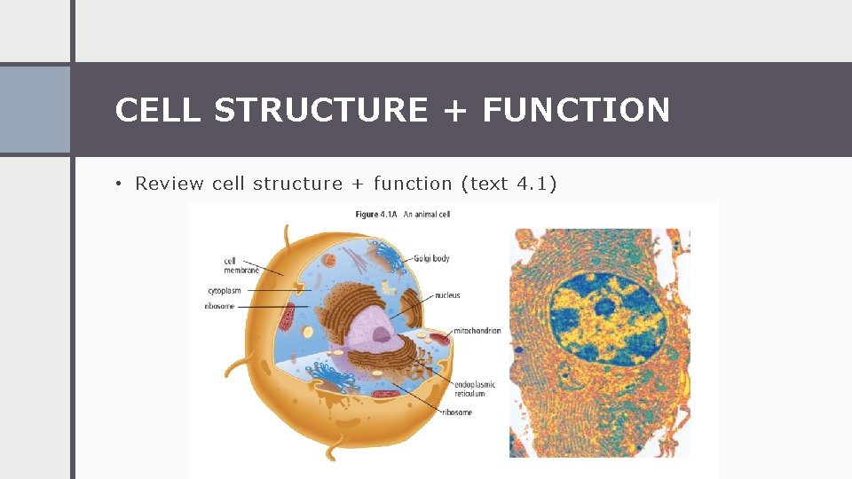 CELL STRUCTURE + FUNCTION • Review cell structure + function (text 4. 1) 