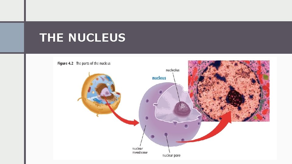 THE NUCLEUS 