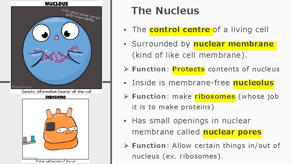 The Nucleus • The control centre of a living cell • Surrounded by nuclear