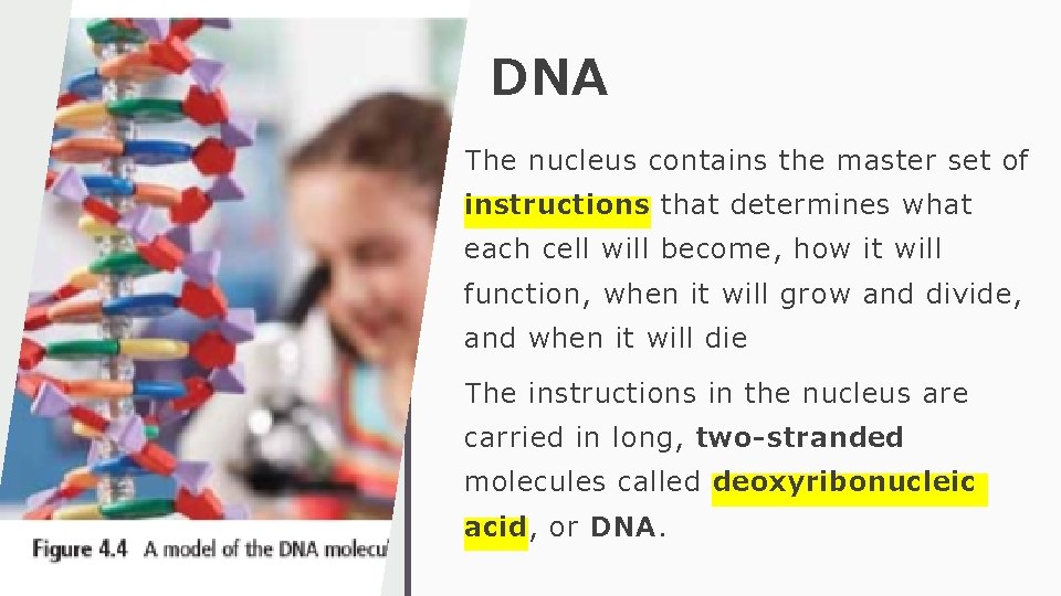 DNA The nucleus contains the master set of instructions that determines what each cell