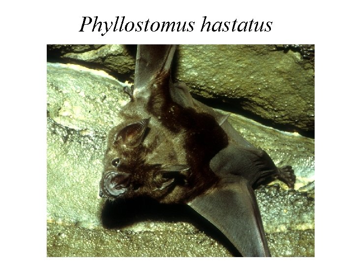 Phyllostomus hastatus 