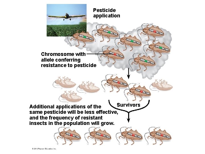 Pesticide application Chromosome with allele conferring resistance to pesticide Survivors Additional applications of the