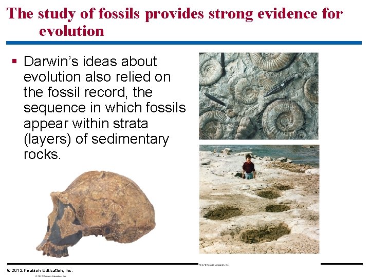 The study of fossils provides strong evidence for evolution Darwin’s ideas about evolution also