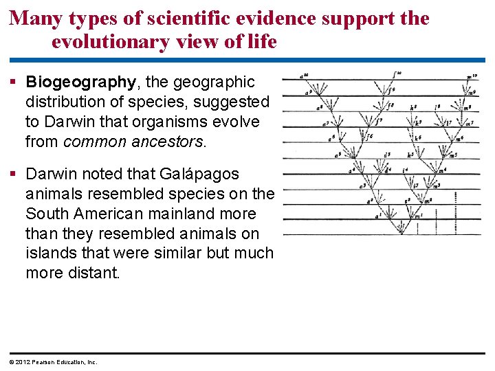 Many types of scientific evidence support the evolutionary view of life Biogeography, the geographic