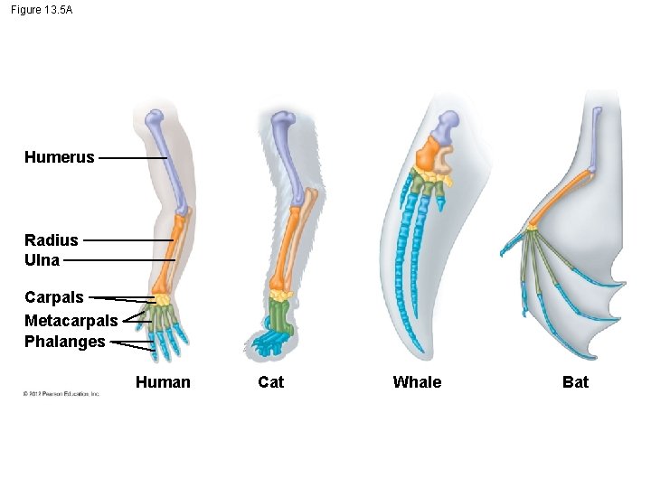 Figure 13. 5 A Humerus Radius Ulna Carpals Metacarpals Phalanges Human Cat Whale Bat