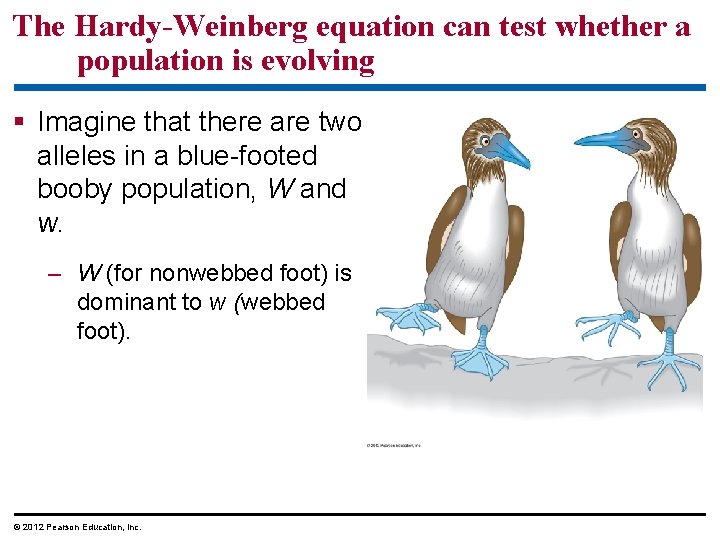 The Hardy-Weinberg equation can test whether a population is evolving Imagine that there are