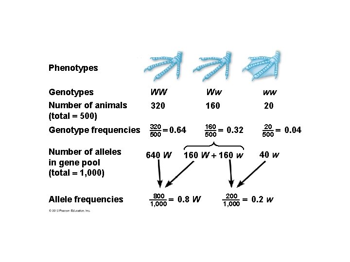 Phenotypes Genotypes WW Ww ww Number of animals (total 500) 320 160 20 Genotype