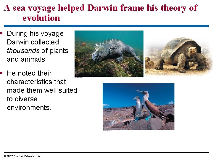 A sea voyage helped Darwin frame his theory of evolution During his voyage Darwin