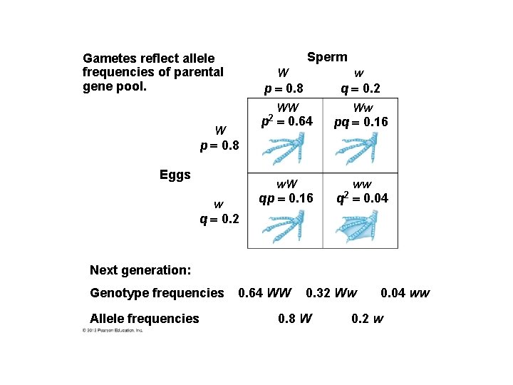Sperm Gametes reflect allele frequencies of parental gene pool. W w p 0. 8