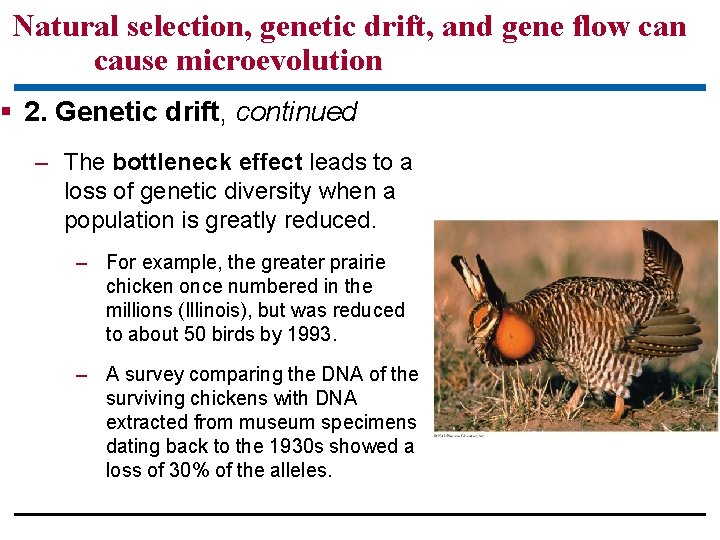 Natural selection, genetic drift, and gene flow can cause microevolution 2. Genetic drift, continued