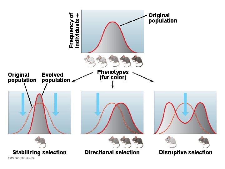Frequency of individuals Original population Evolved Original population Phenotypes (fur color) Stabilizing selection Directional
