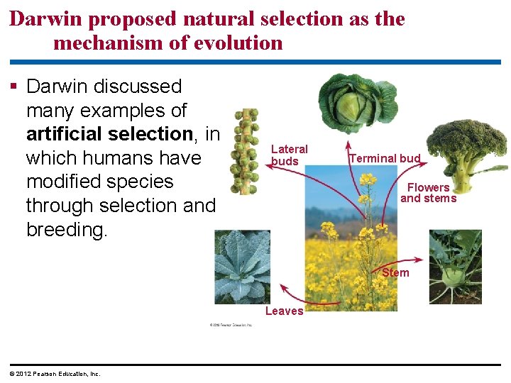Darwin proposed natural selection as the mechanism of evolution Darwin discussed many examples of