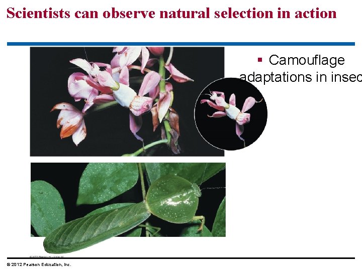 Scientists can observe natural selection in action Camouflage adaptations in insec © 2012 Pearson