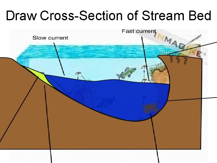 Draw Cross-Section of Stream Bed 