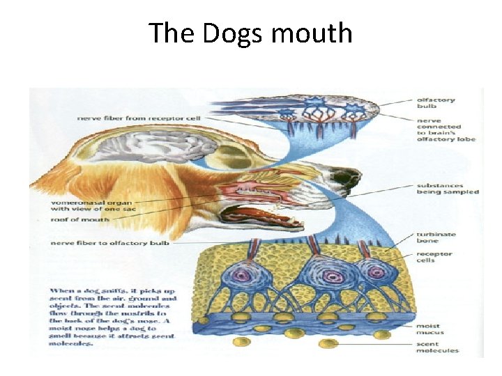 The Dogs mouth 