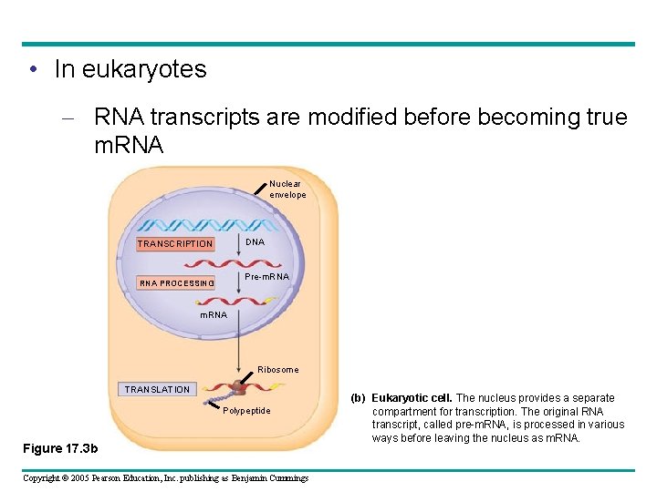  • In eukaryotes – RNA transcripts are modified before becoming true m. RNA