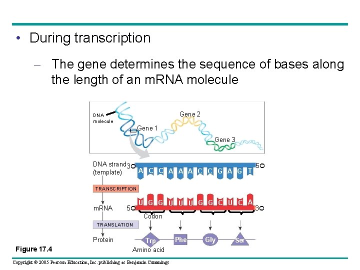  • During transcription – The gene determines the sequence of bases along the