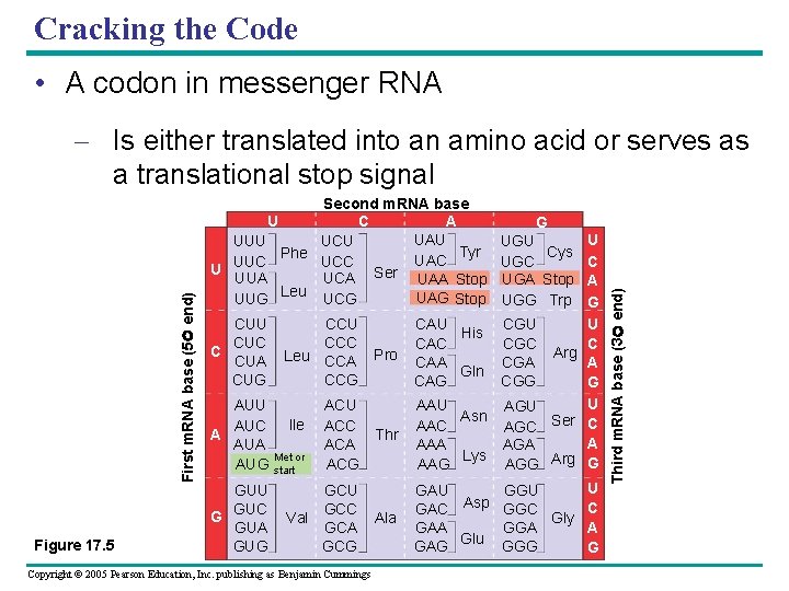 Cracking the Code • A codon in messenger RNA Figure 17. 5 Second m.