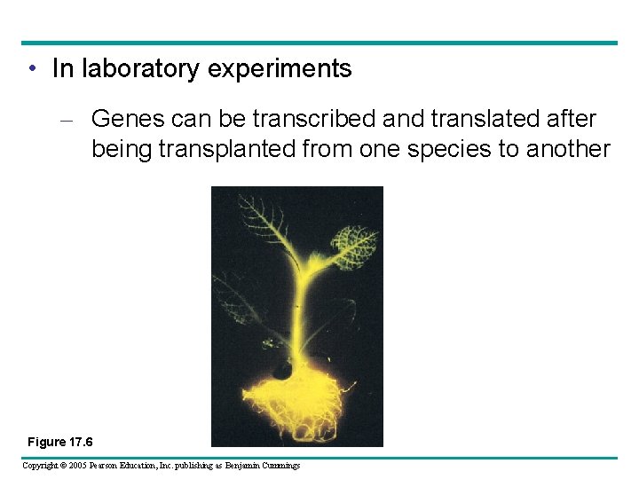  • In laboratory experiments – Genes can be transcribed and translated after being