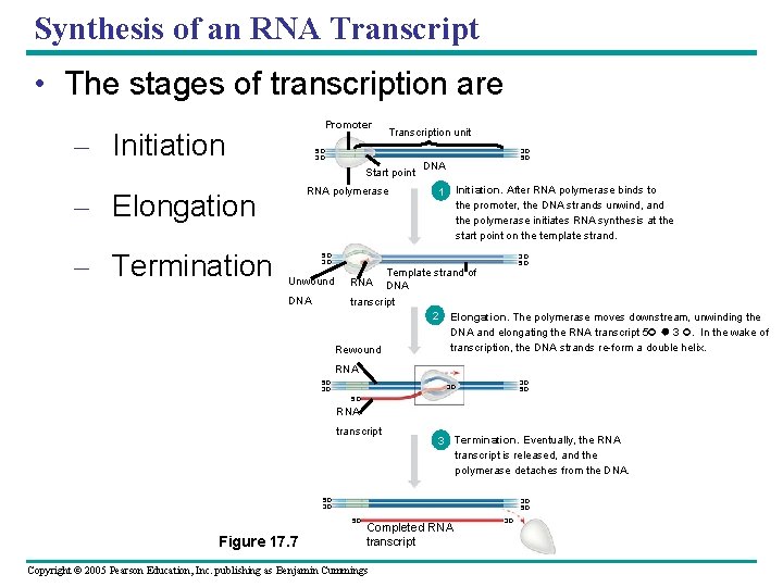 Synthesis of an RNA Transcript • The stages of transcription are Promoter – Initiation