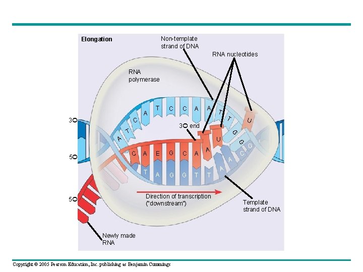 Non-template strand of DNA Elongation RNA nucleotides RNA polymerase A 3 T C C