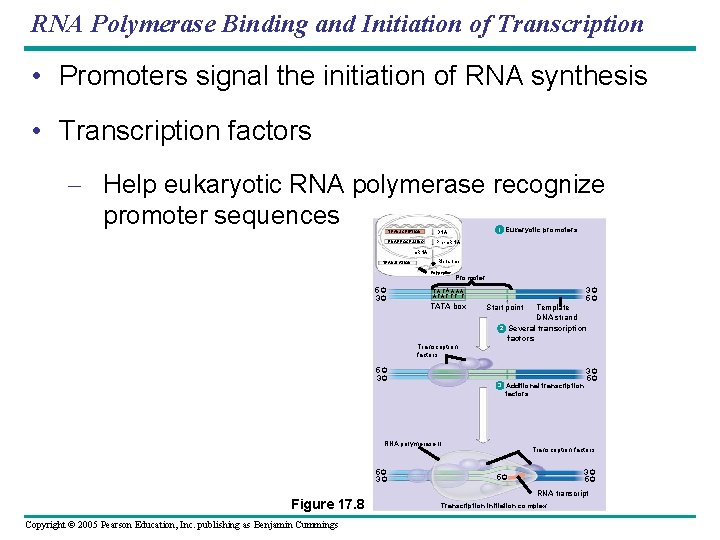 RNA Polymerase Binding and Initiation of Transcription • Promoters signal the initiation of RNA