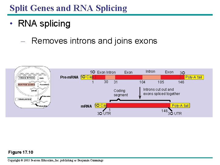 Split Genes and RNA Splicing • RNA splicing – Removes introns and joins exons