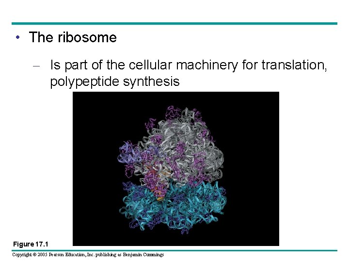  • The ribosome – Is part of the cellular machinery for translation, polypeptide