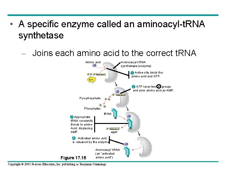  • A specific enzyme called an aminoacyl-t. RNA synthetase – Joins each amino
