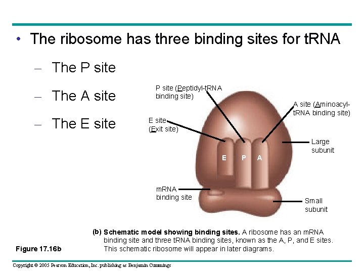  • The ribosome has three binding sites for t. RNA – The P