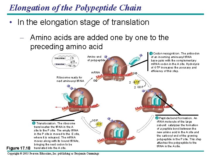 Elongation of the Polypeptide Chain • In the elongation stage of translation – Amino