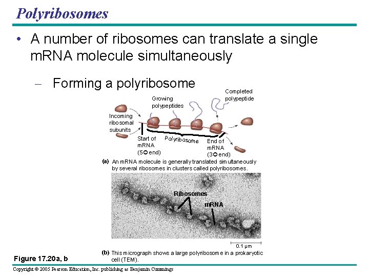 Polyribosomes • A number of ribosomes can translate a single m. RNA molecule simultaneously