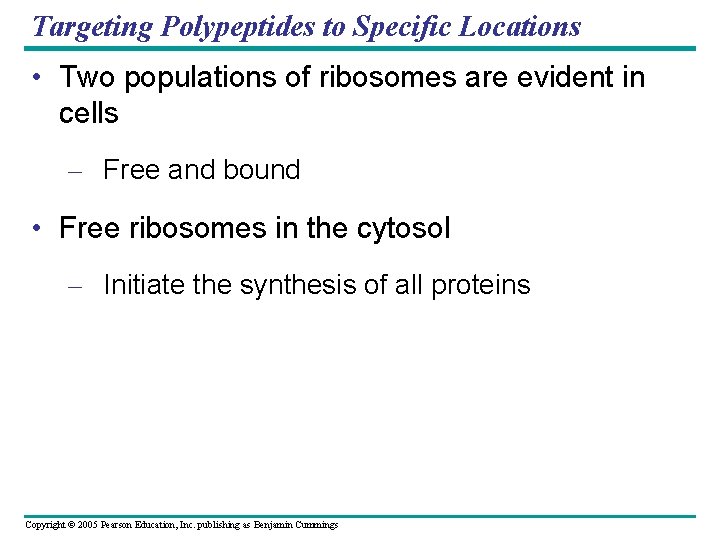 Targeting Polypeptides to Specific Locations • Two populations of ribosomes are evident in cells