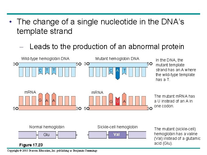  • The change of a single nucleotide in the DNA’s template strand –